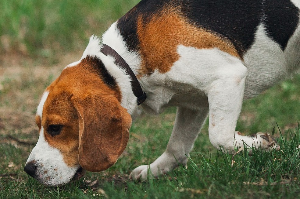 Razas de perros pequeños