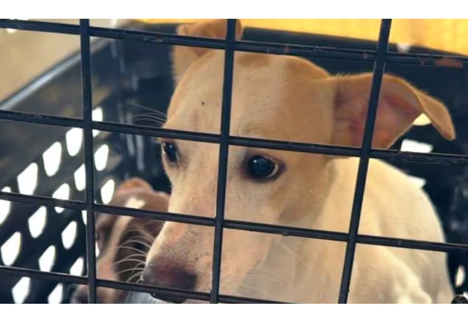 Así fue la jornada en la que rescataron a más de 40 animales en Cartagena