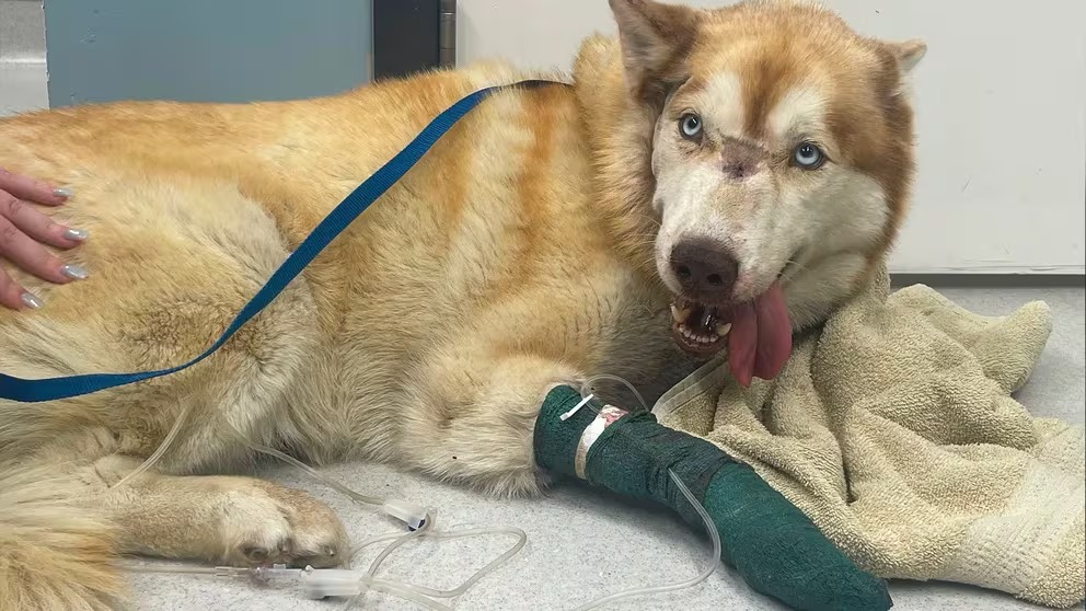 Zeus, el perro que recibió dos disparos en el rostro: milagrosa supervivencia