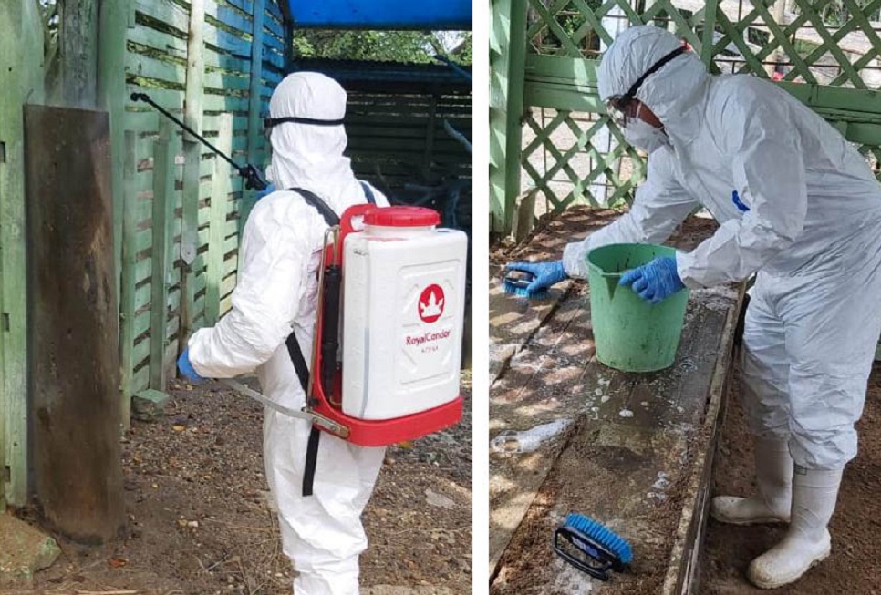 El ICA ha erradicado 27 de los 39 focos de influenza aviar en el país