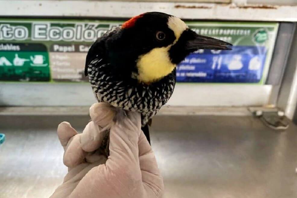 Incautan un pájaro carpintero y otros cinco animales silvestres en Bogotá