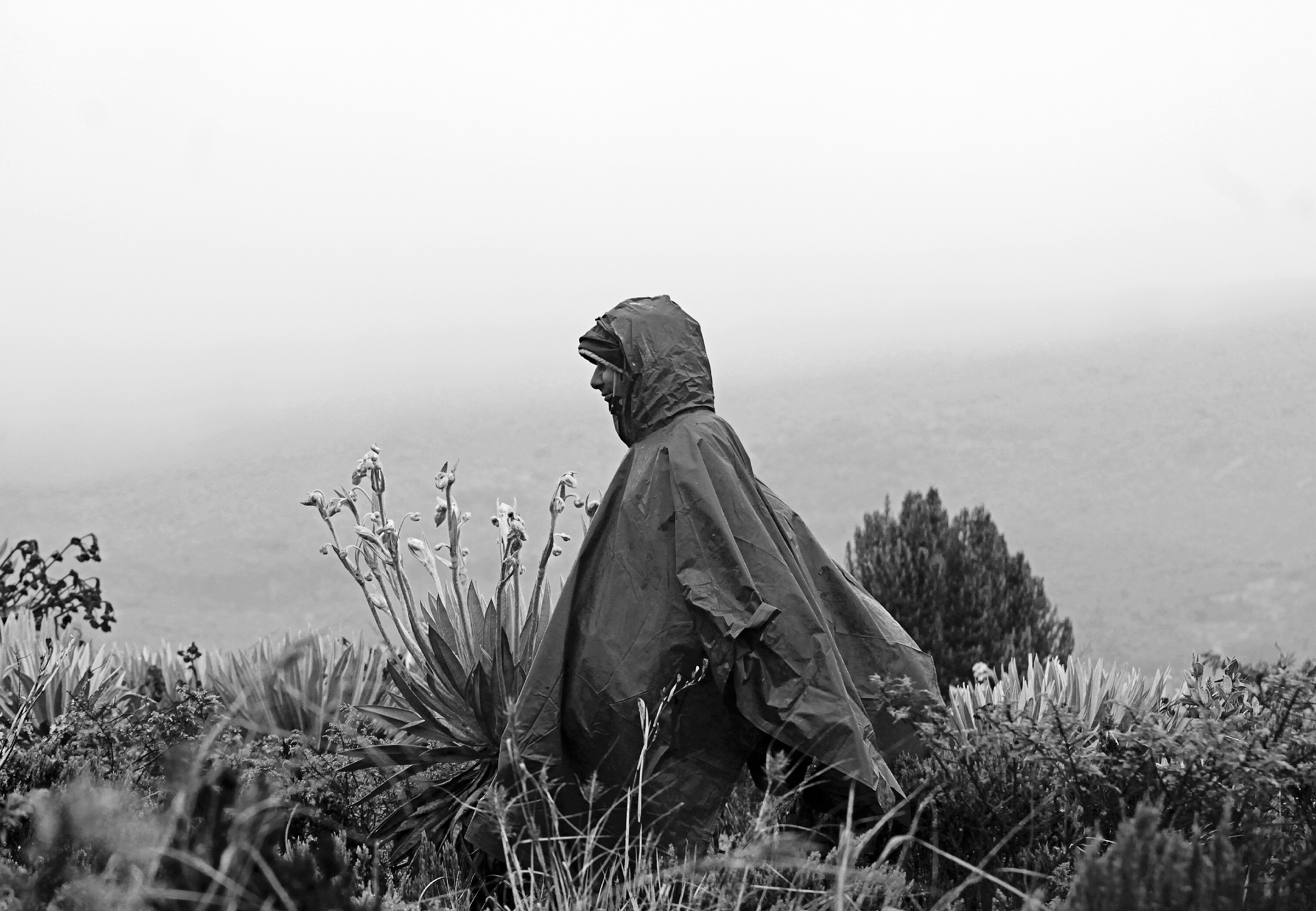 El resurgir del páramo de Sumapaz