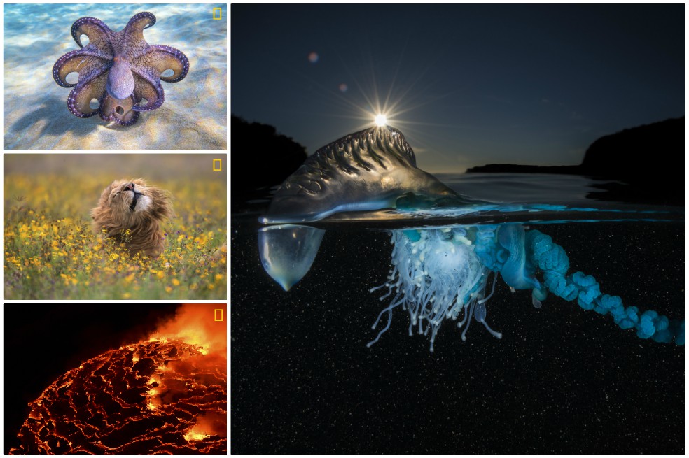 Las imágenes que concursan por ser la mejor toma de la naturaleza del 2017