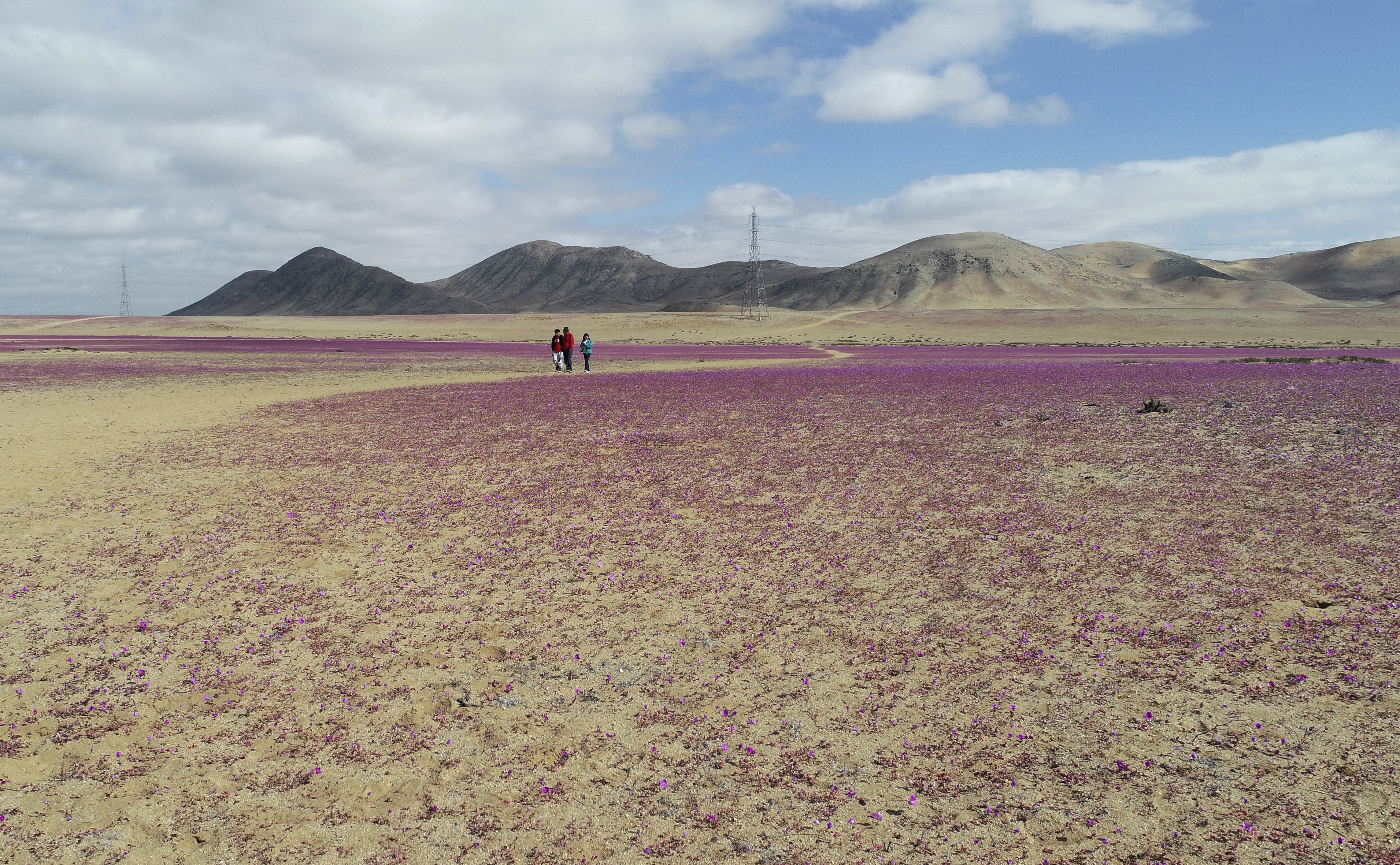 Imagen de las fotos de las flores que han cubierto parte del desierto en los últimos días.
