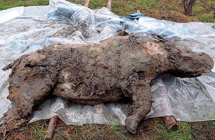 Un rinoceronte lanudo, congelado hace 20.000 años, fue hallado casi intacto en Siberia