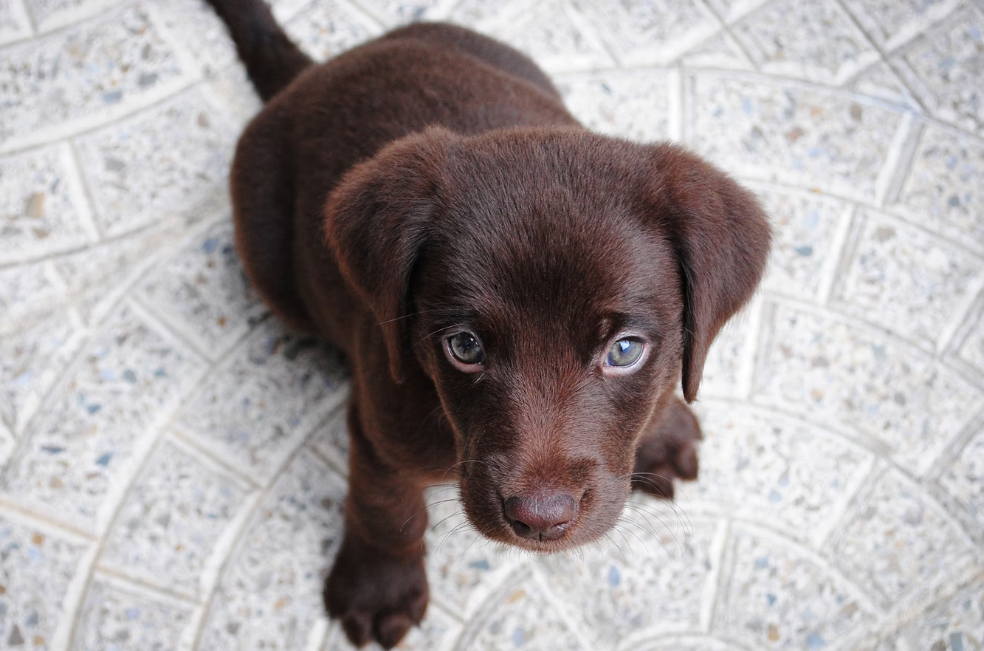 ¿Desde qué edad se le puede poner el chip de identificación a un perro?