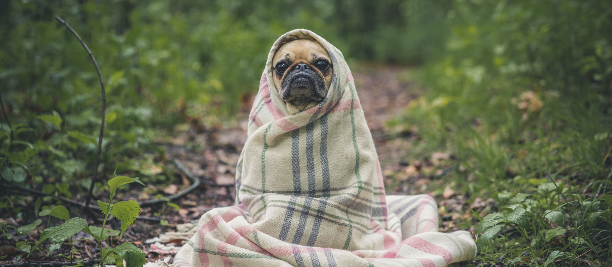 Cómo quitar las pulgas a tu perro con un ingrediente que tienes en casa