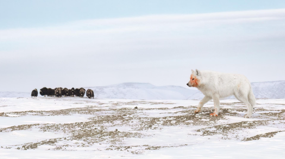 'Antiguos rivales', ganadora de la categoría Comportamiento animal. En esta se ve a un lobo ártico que muestra signos de una caza reciente mientras una manada de bueyes almizcleros forma un círculo defensivo.