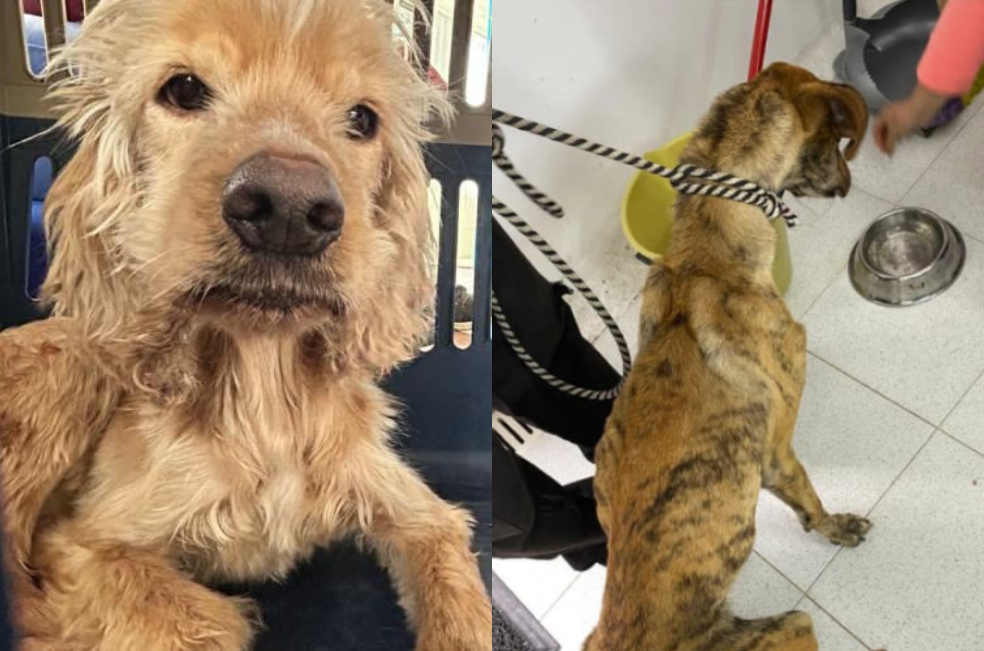 Rescate animal en Bogotá: dos perritos en grave estado de salud reciben ayuda
