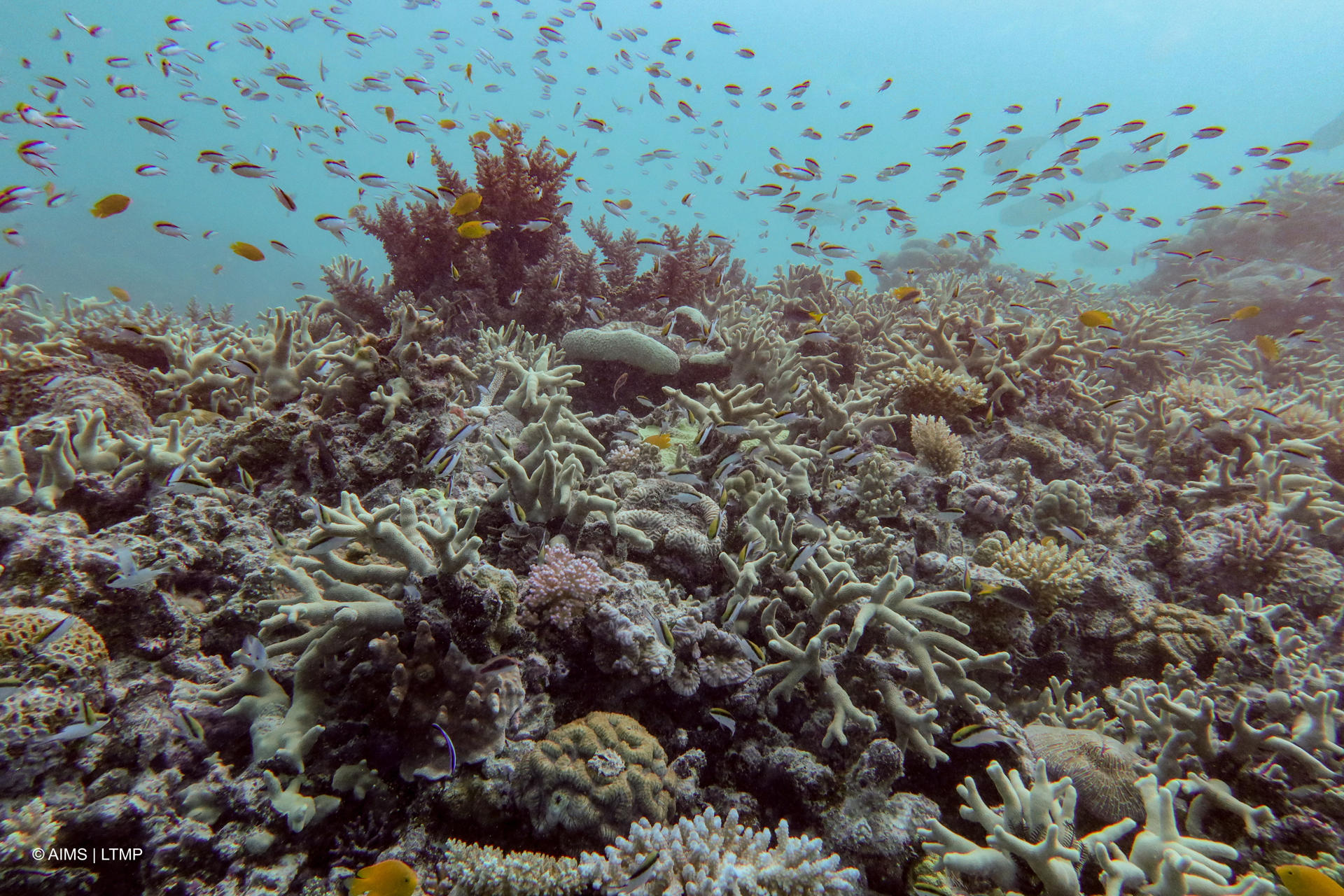 El mundo está cruzando el primer punto de inflexión climática con muerte de corales