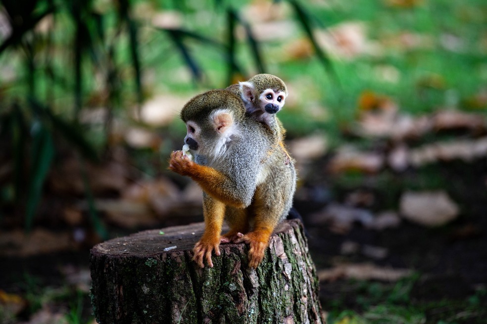 Tendencias en redes sociales estarían promoviendo el maltrato animal