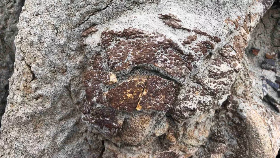 Descubren “extraño” fósil de dinosaurio con piel escamosa parcialmente preservada