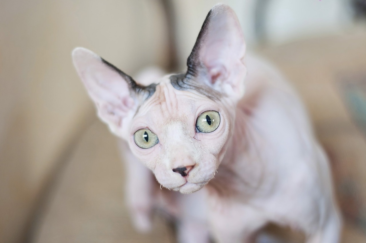 Gato esfinge o sphynx: curiosidades, características y datos sobre este felino