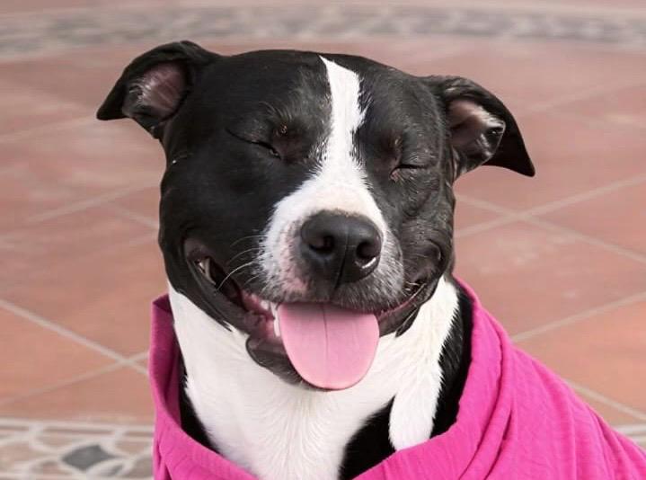 Buscan a Maya, perrita perdida en el centro de Bogotá: su familia la espera con angustia