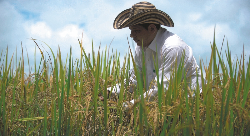 Las claves para que El Niño no termine en desabastecimiento de alimentos
