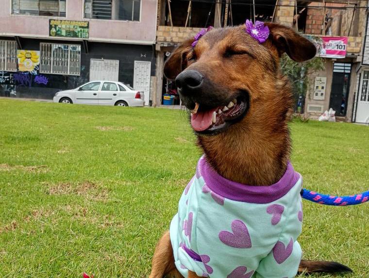 Buscan un hogar para Alma, perrita que pasó tres años amarrada a un árbol cuidando gallinas