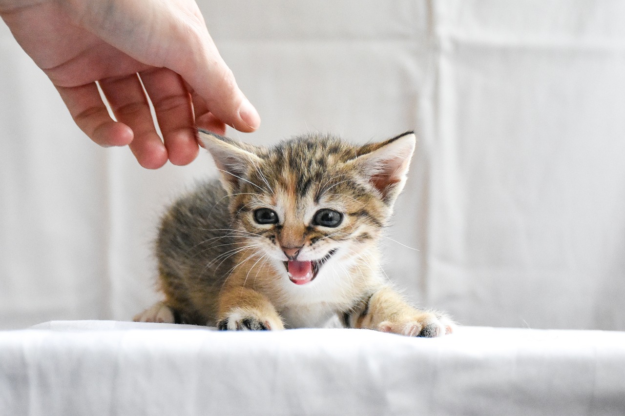 ¿Por qué mi gato me quiere atacar? Acá las posibles razones