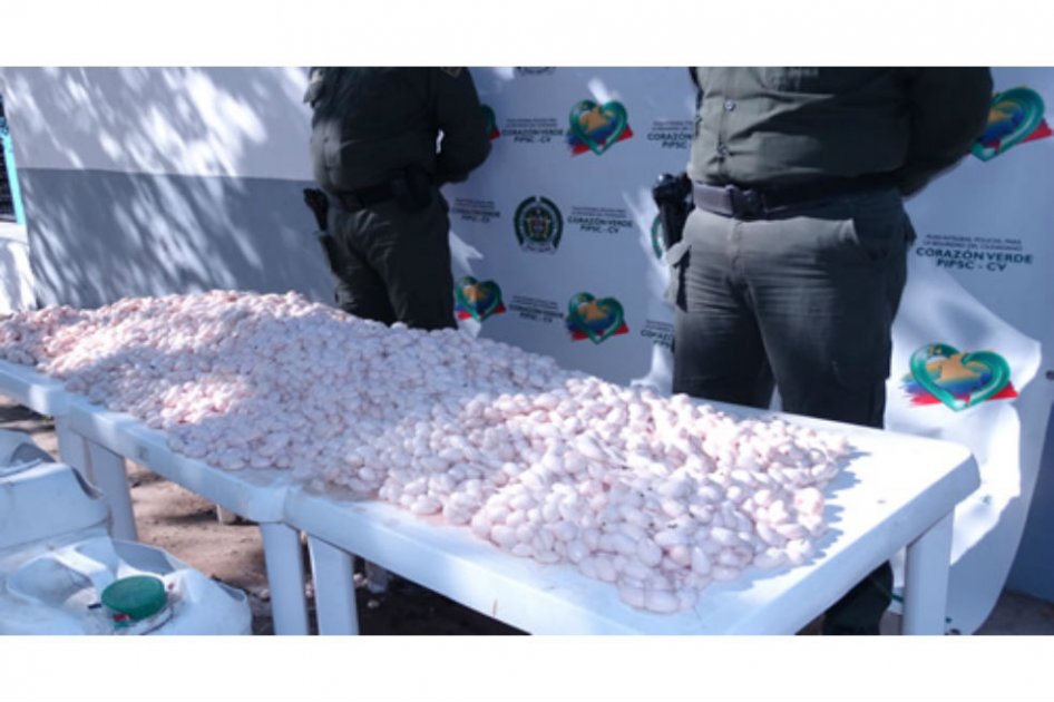 Decomisan 35 mil huevos de iguana en Bolívar
