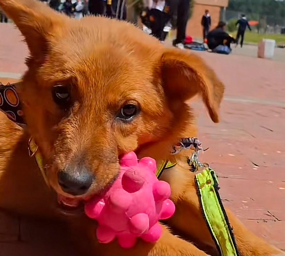 Canela, la perrita que pasó de la soledad al cariño de un grupo de estudiantes