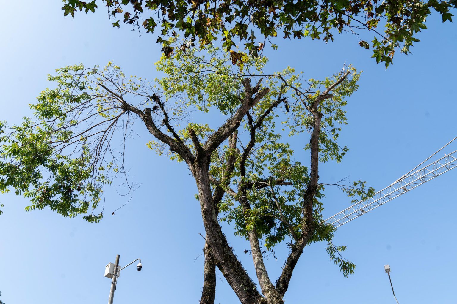 Por presencia de garzas bueyeras podan árboles en algunos sectores de Manizales
