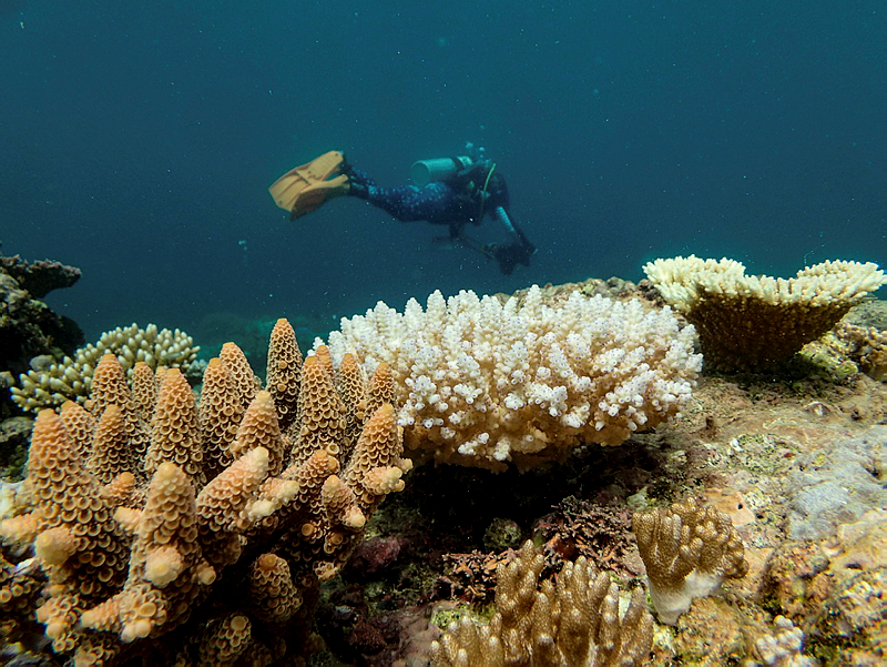 SÍDNEY, 17/04/2024.- Un 73 % de la Gran Barrera de Arrecifes, el mayor sistema coralino del mundo que se extiende a lo largo de 2.300 kilómetros frente a la costa nororiental de Australia, sufre por el blanqueo masivo de sus corales, el quinto desde 2016, por culpa de la crisis climática. EFE / Australian Institute of Marine Science (AIMS) / Grace Frank / SOLO USO EDITORIAL/SOLO DISPONIBLE PARA ILUSTRAR LA NOTICIA QUE ACOMPAÑA (CRÉDITO OBLIGATORIO)