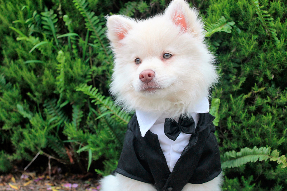 ¿Ponerle ropa a los perros es malo? Esto recomiendan los expertos