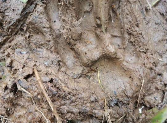 Estas son las huellas que ha dejado el jaguar en Cubará.