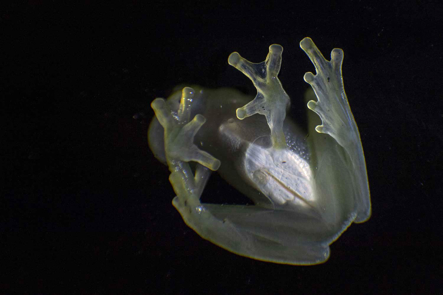 Una zona altamente biodiversa por ser hábitat de especies animales en peligro de extinción.
