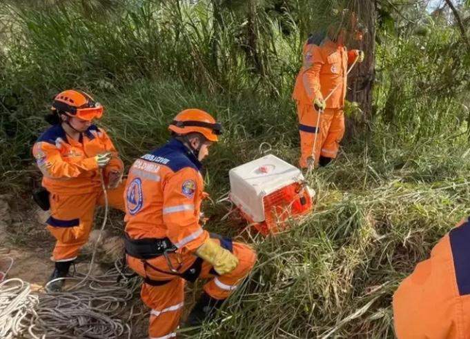 Perro cayó en el Salto del Duende, de Santander: autoridades tratan de rescatarlo
