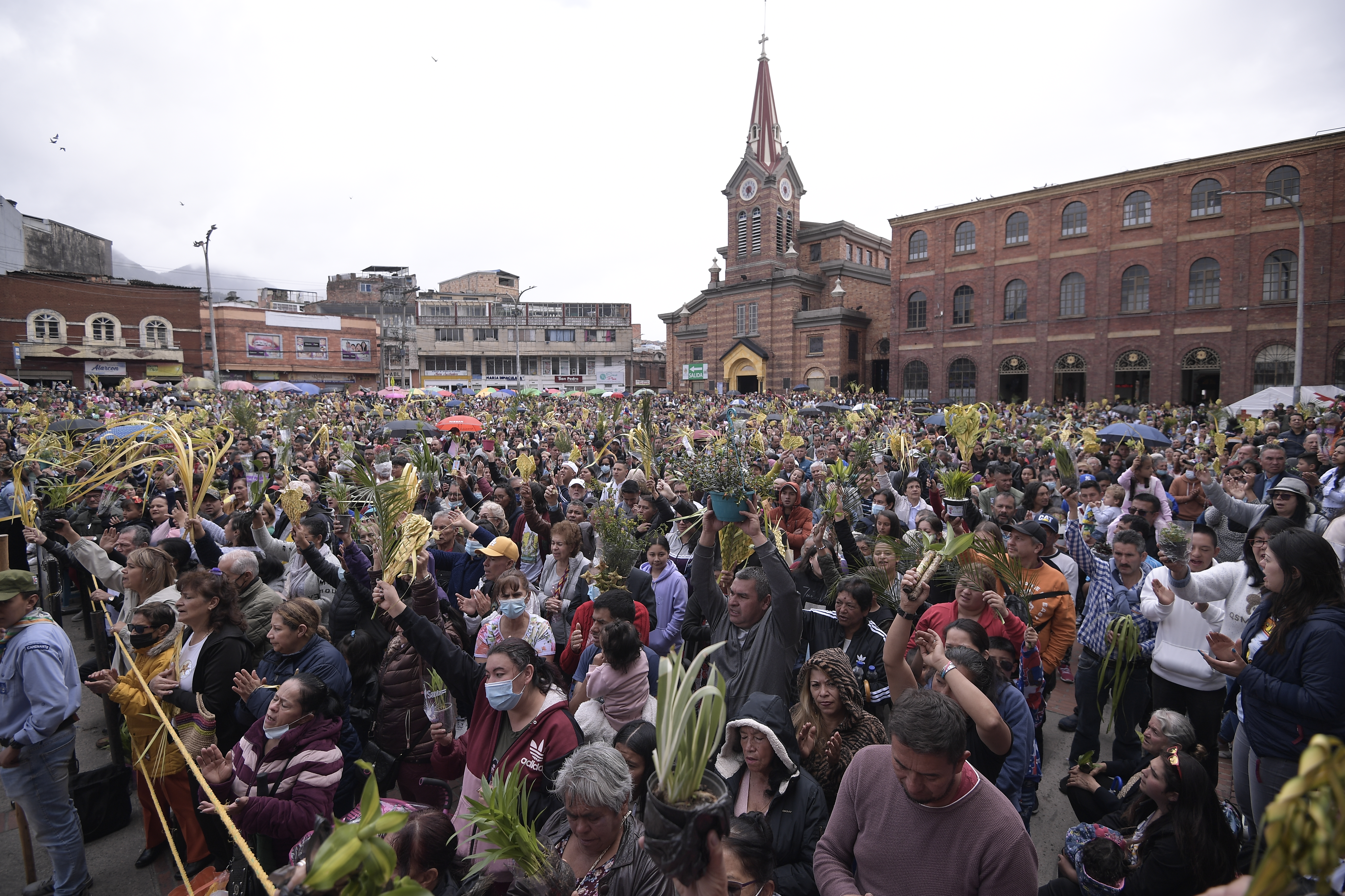 Distrito pidió evitar comprar palma de cera en Semana Santa: ¿qué alternativas hay?