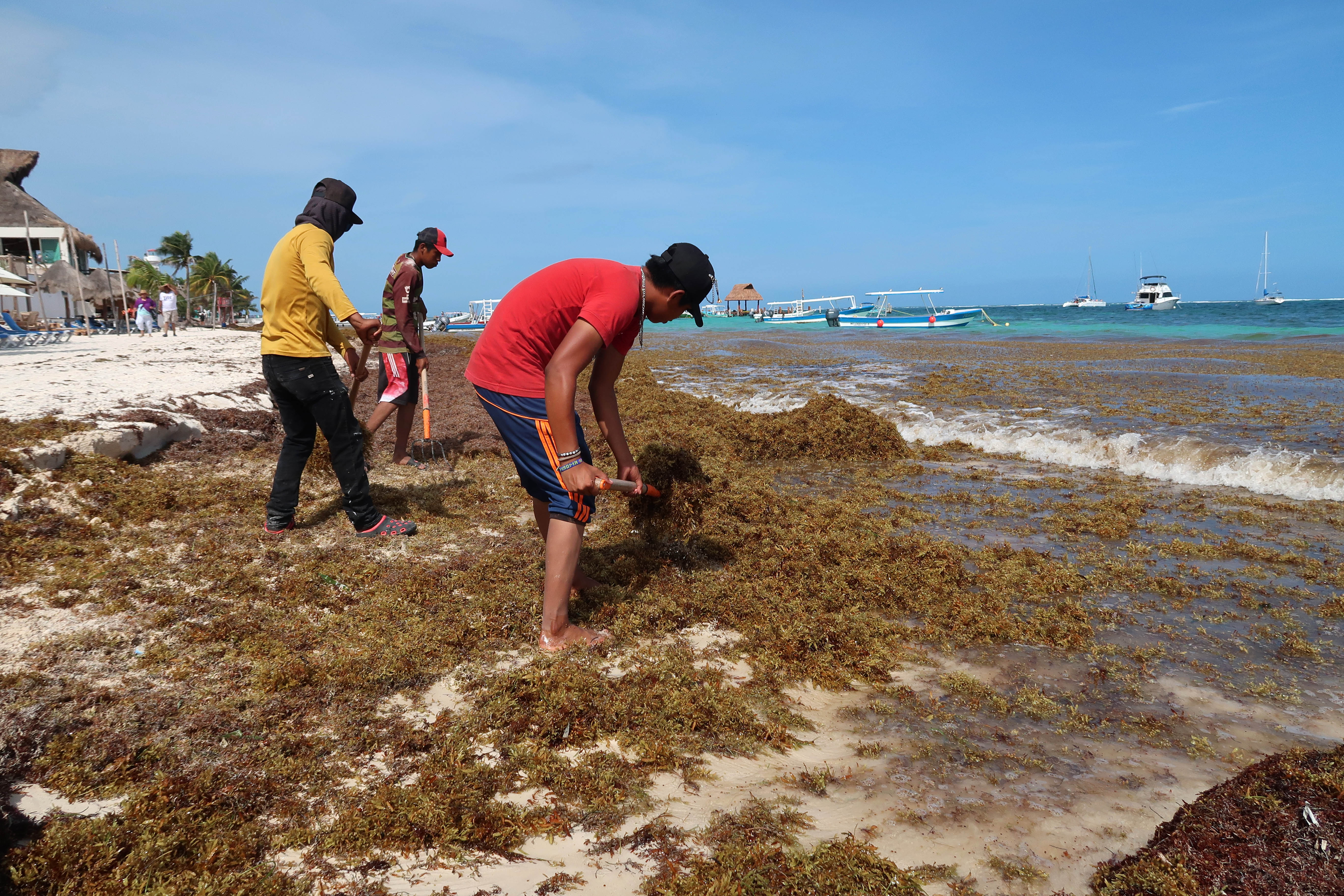Personal de limpieza retira sargazo de las playas de Puerto Morelos, estado de Quintana Roo (México). 