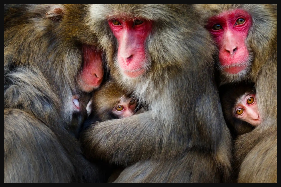 Hidetoshi Ogata fue el ganador en la categoría de comportamiento en mamíferos. Su foto se llamó 'Grupo de juego': macacos japoneses en la isla de Awaji, Japón.