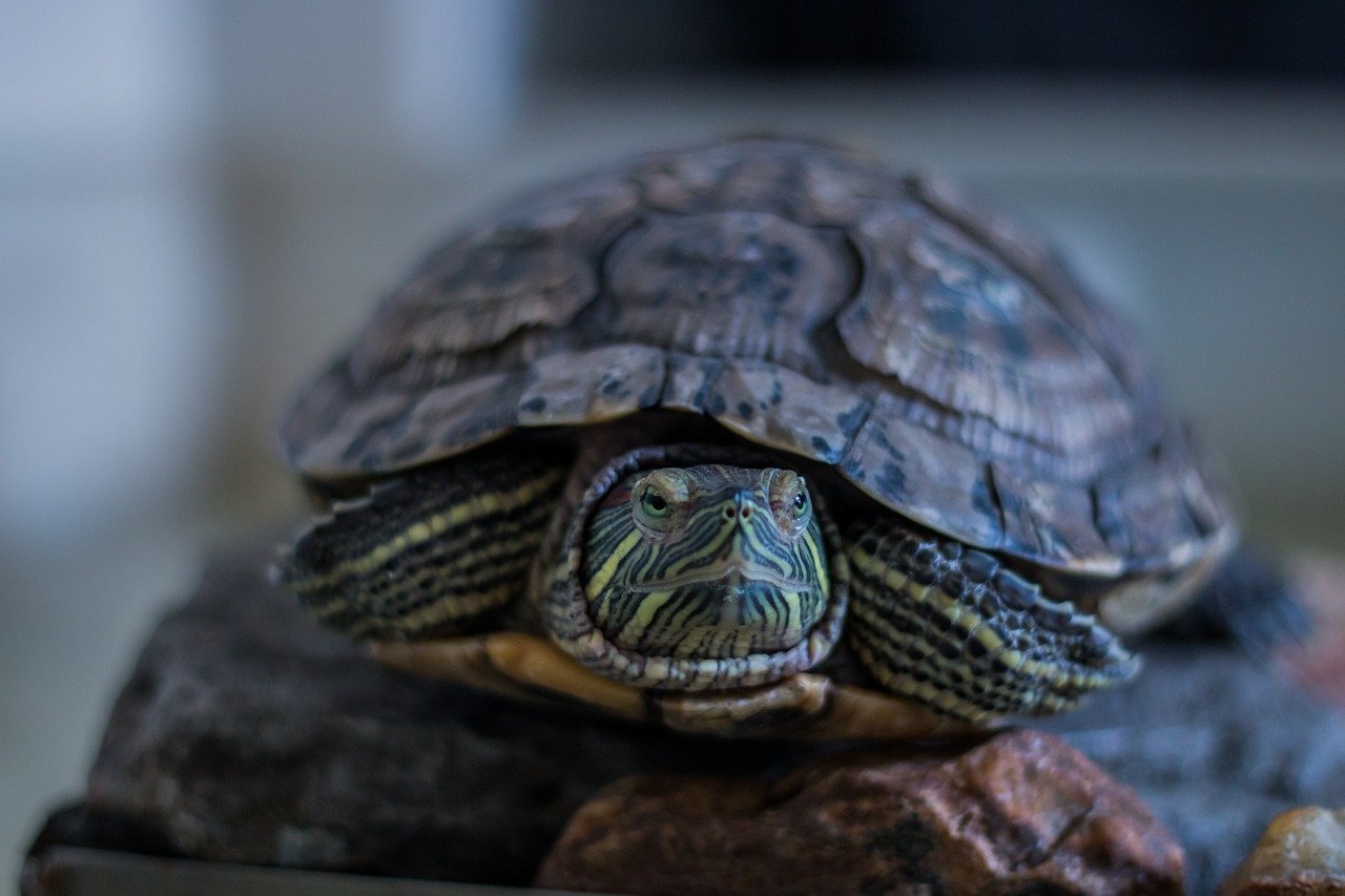 Operativo para combatir el tráfico de fauna en Semana Santa recuperó 800 tortugas