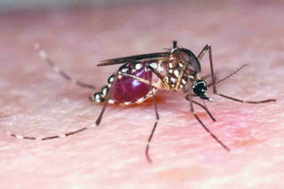 Científicos recomiendan prepararse para una epidemia de microcefalias