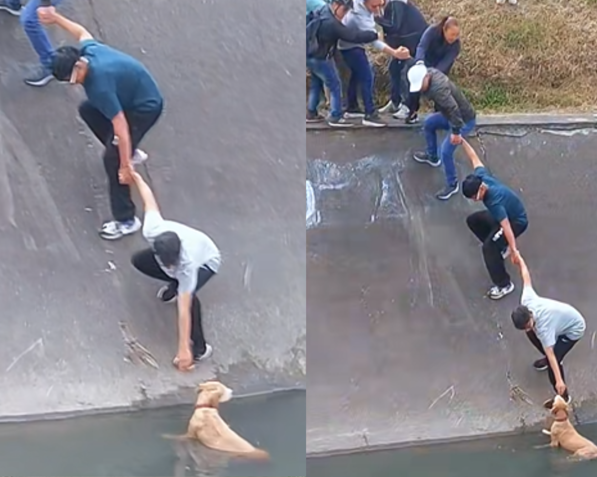 (Video) Forman cadena humana para rescatar a perrita caída en un caño de Bogotá