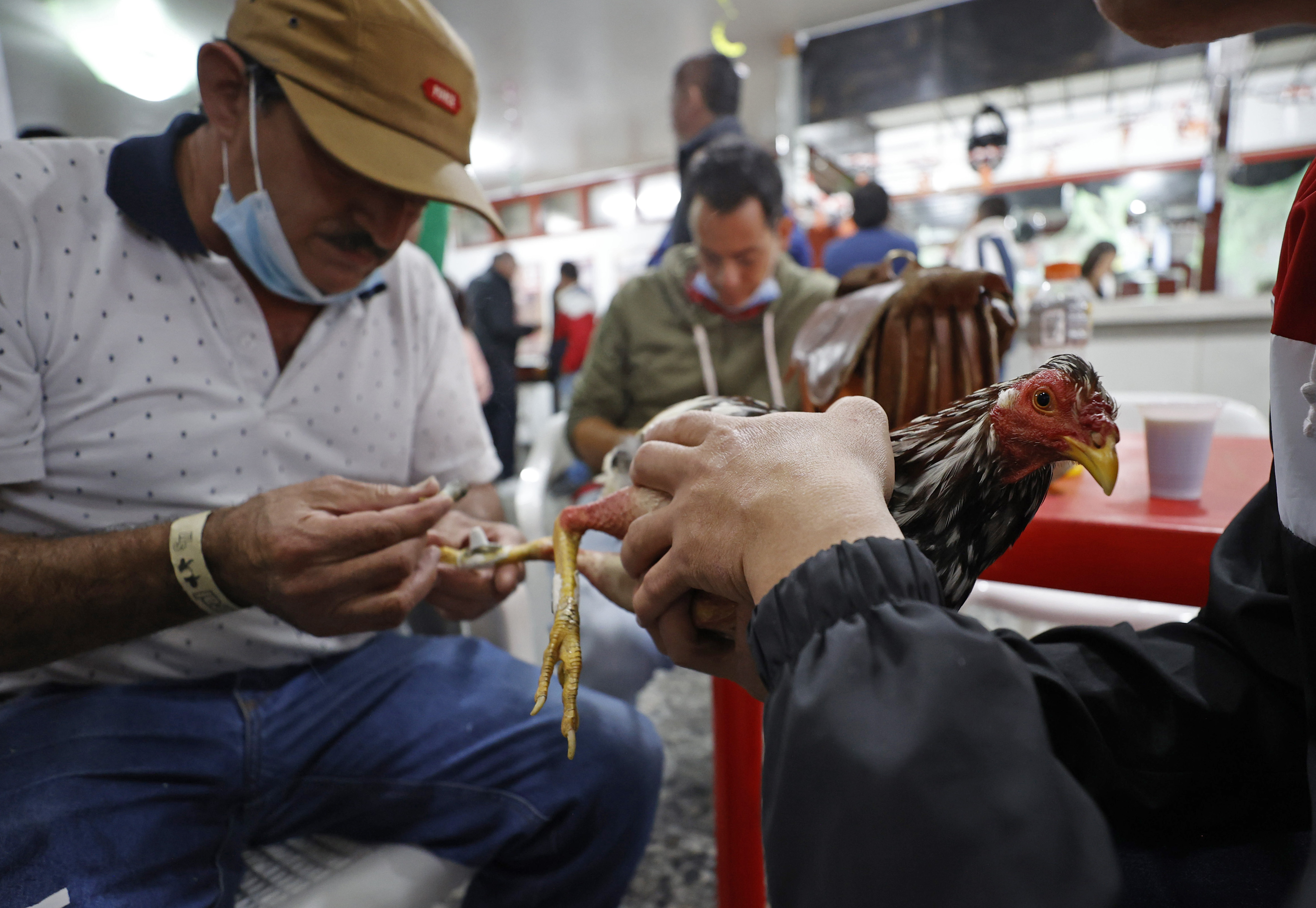 ACOMPAÑA CRÓNICA: COLOMBIA ANIMALES. BOG300. BOGOTÁ (COLOMBIA), 02/11/2022.- Un hombre prepara un gallo para una pelea, el 21 de octubre de 2022, en Bogotá (Colombia). En la pizarra de la entrada, con una caligrafía casi perfecta, los dueños de la gallera van anotando los rivales de la noche: los gallos no tienen nombre, no es relevante, pero sí lo es el peso y el tamaño para enfrentarlos en "condiciones justas" en un espectáculo que ha quedado atrapado en el tiempo en Colombia.EFE/ Mauricio Dueñas Castañeda