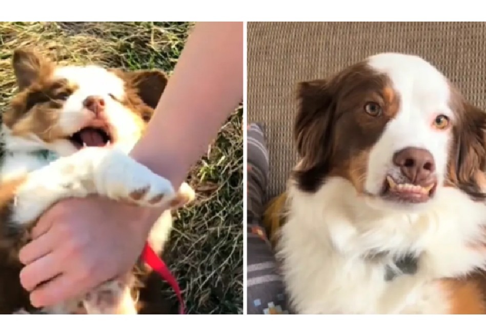 Perrito parece necesitar brackets: la historia de Arvo enternece las redes sociales