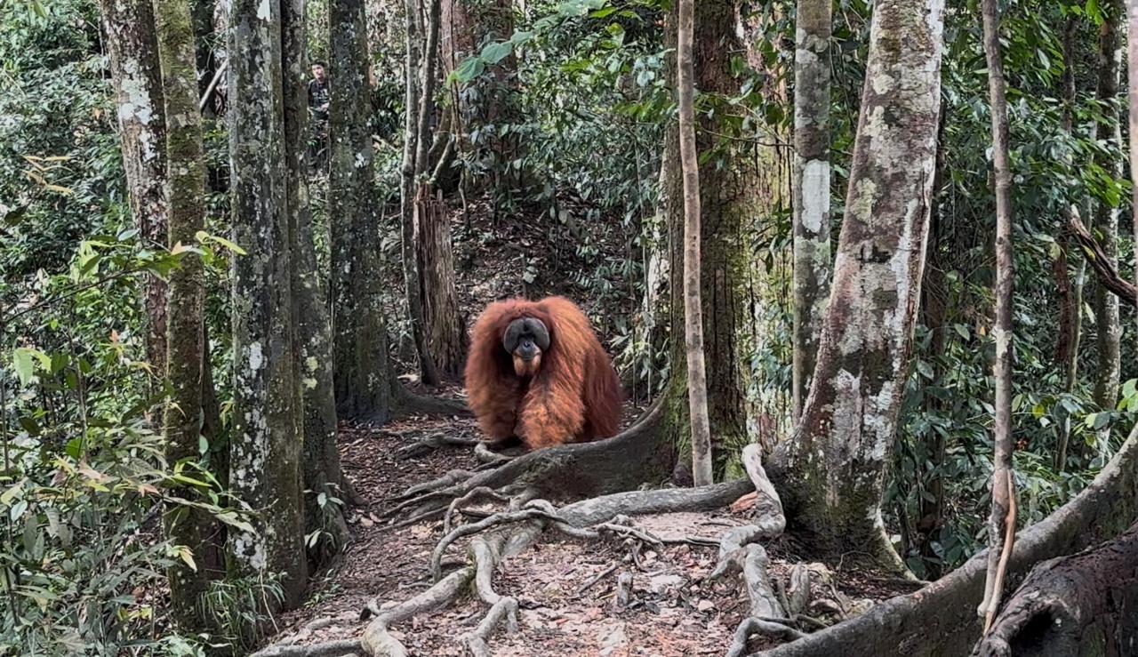 Dos días en la selva con orangutanes: así es una caminata en Sumatra