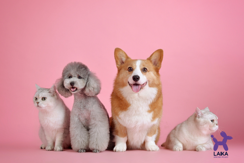 5 consejos para que la tenencia de una mascota no impacte el medio ambiente
