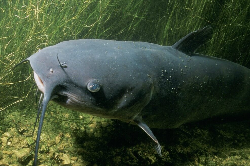 Las poblaciones de grandes animales de agua dulce se han reducido un 88%