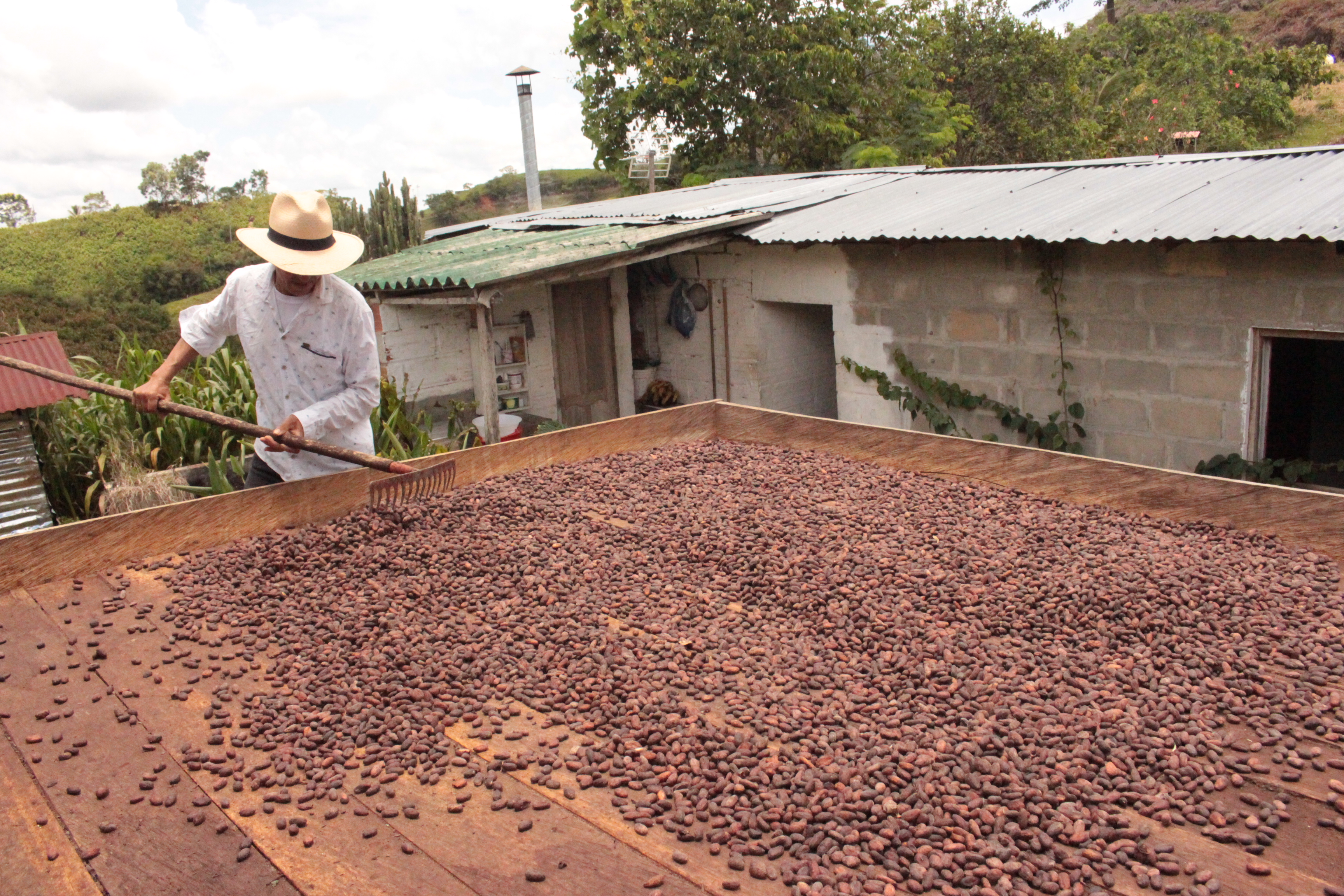 Cacaocultor de Maceo, Antioquia. Imagen de referencia.