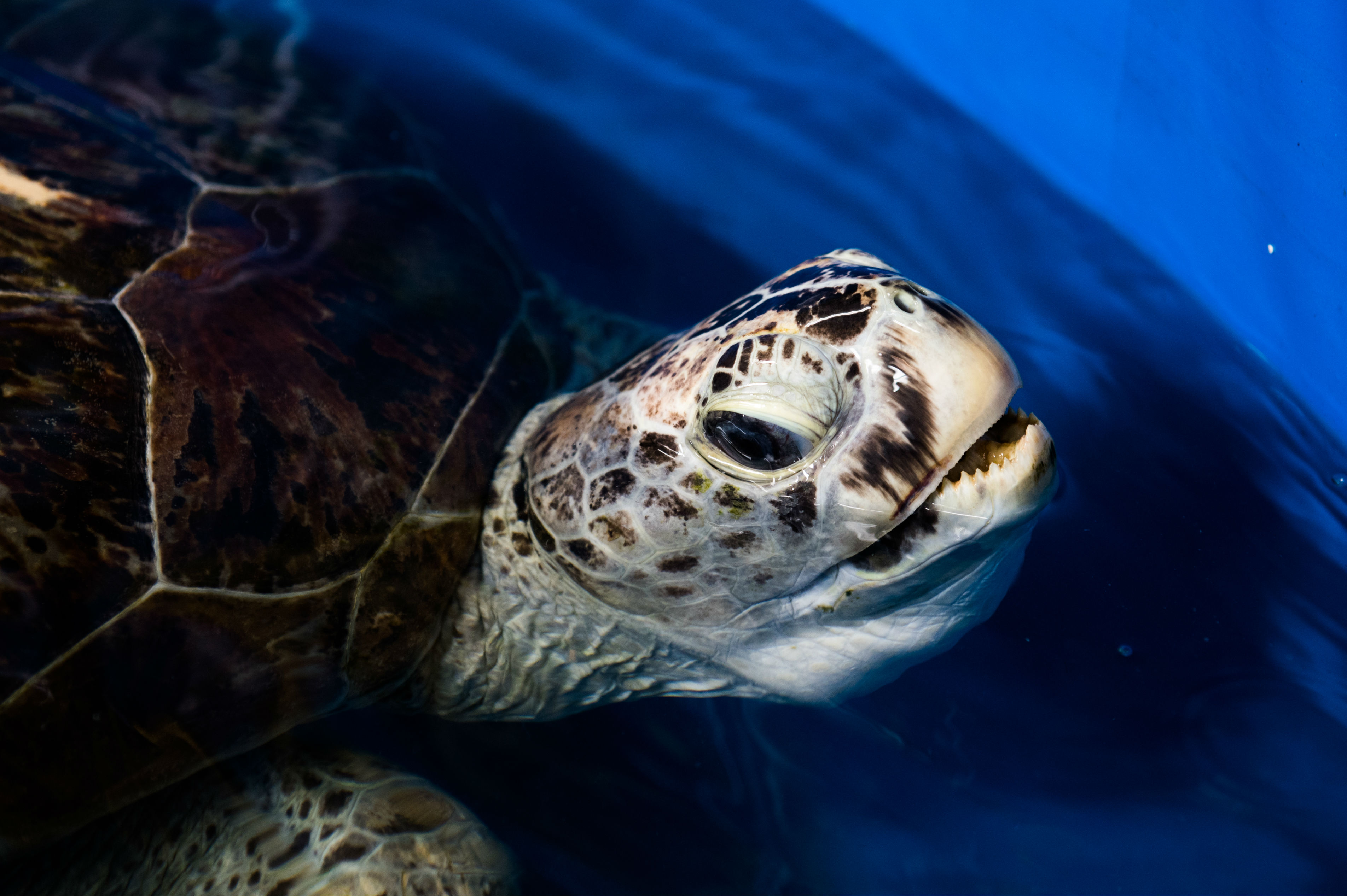 Tortuga tailandesa que se tragó 915 monedas vuelve a nadar