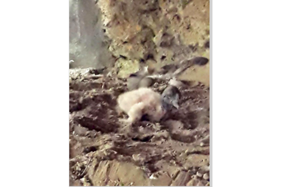 Una fotografía del recién nacidoCortesíaMediante un comunicado, el Aviario, con sede en Barú (Bolívar) expresó su alegría con el nacimiento de la pequeña cría. “[El hecho] llena de alegría a todas las personas e instituciones que han participado en este programa binacional que pretende garantizar la supervivencia del Mensajero del Sol a lo largo de toda la cordillera de los Andes desde Chile hasta Colombia”. (Puede interesarle:Hombre vs cóndor: la batalla que tiene en jaque al Rey de los Andes)