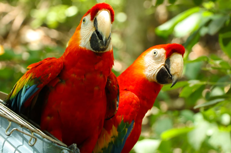 En Colombia tener aves como mascotas es ilegal y podría costarle una multa