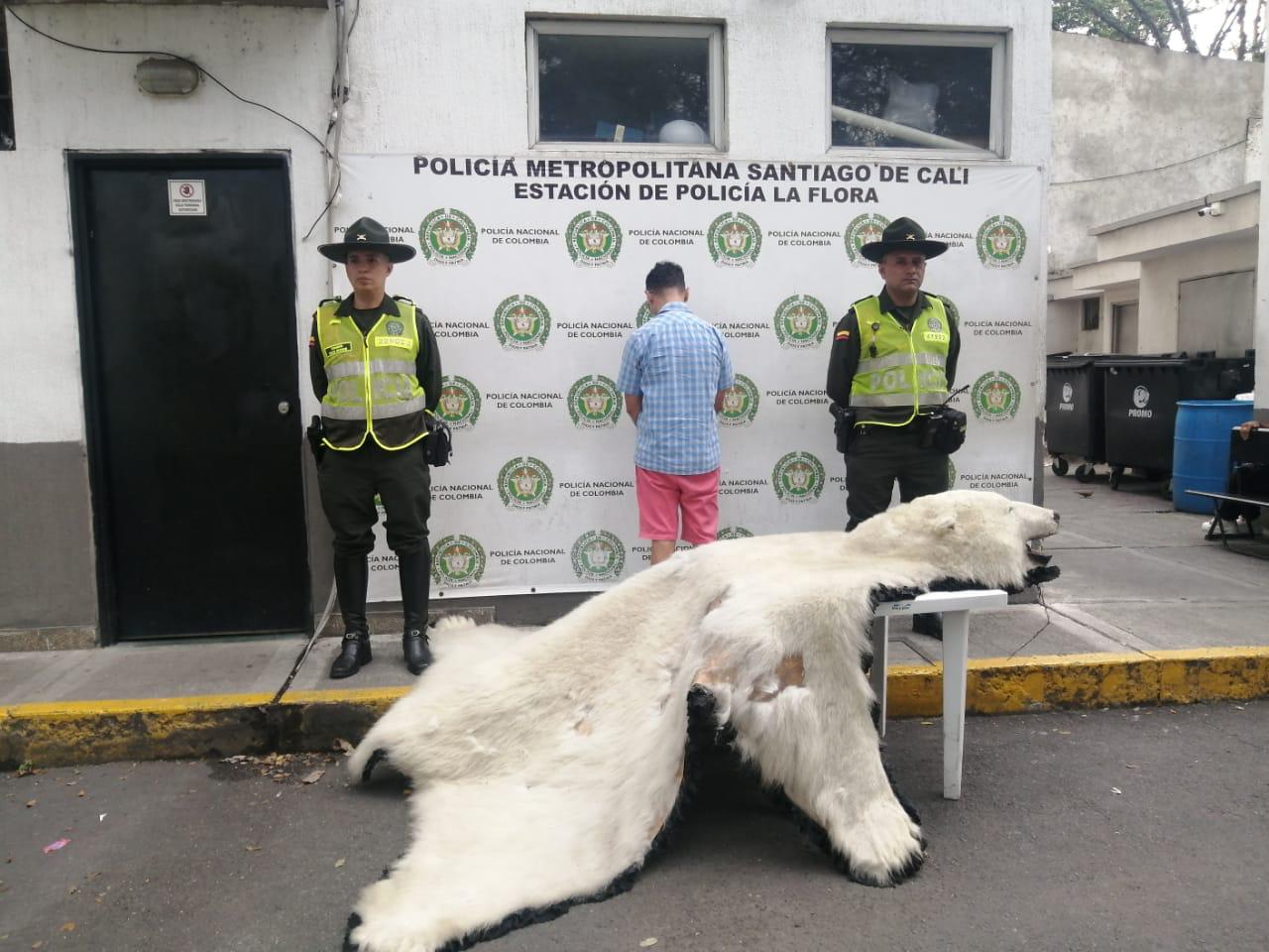 Incautan piel de oso polar en un local comercial de Cali, ¿cómo llegó allí?