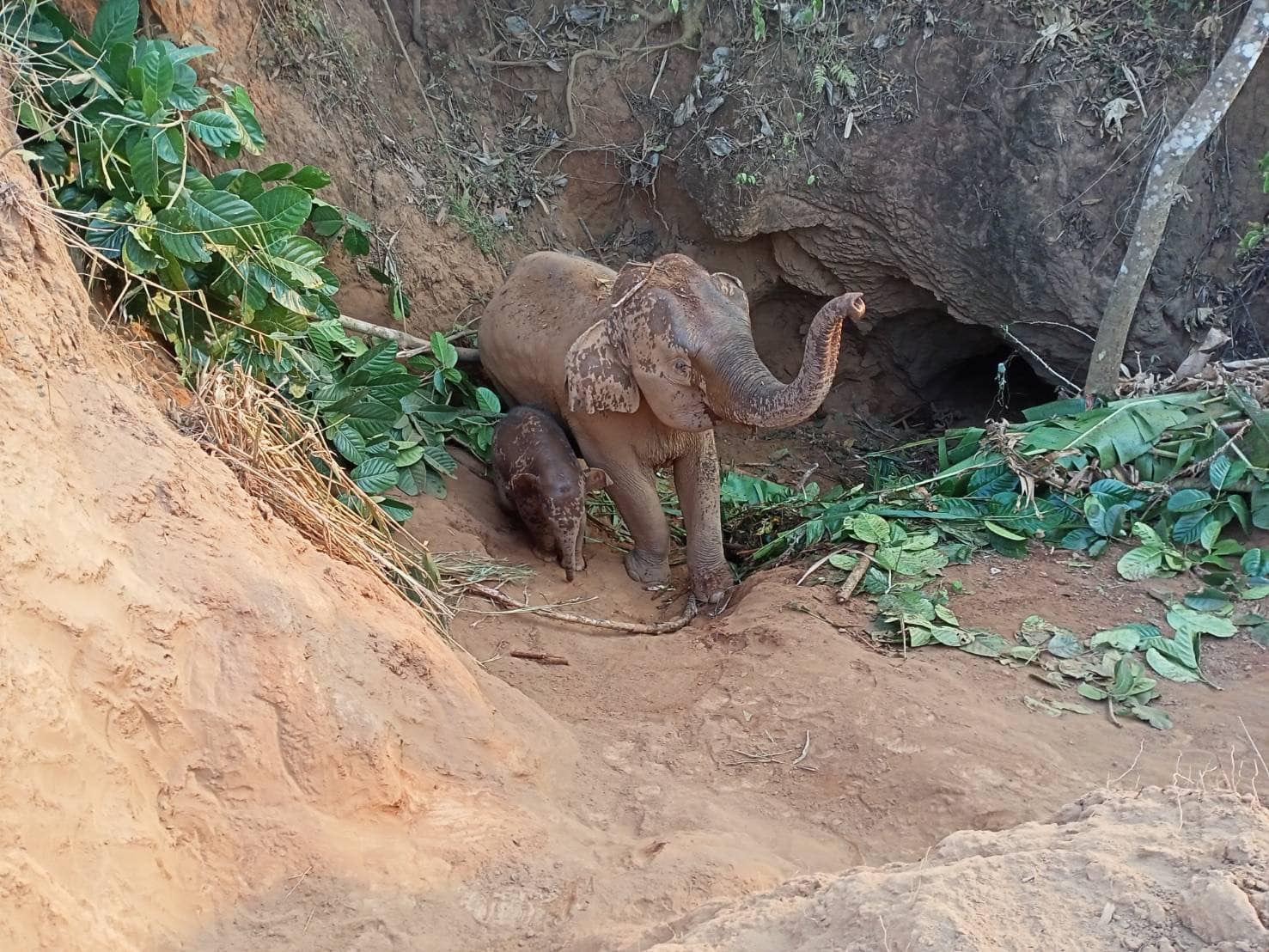 Rescatan a elefante y su cría atrapados en un hoyo de cinco metros en Tailandia