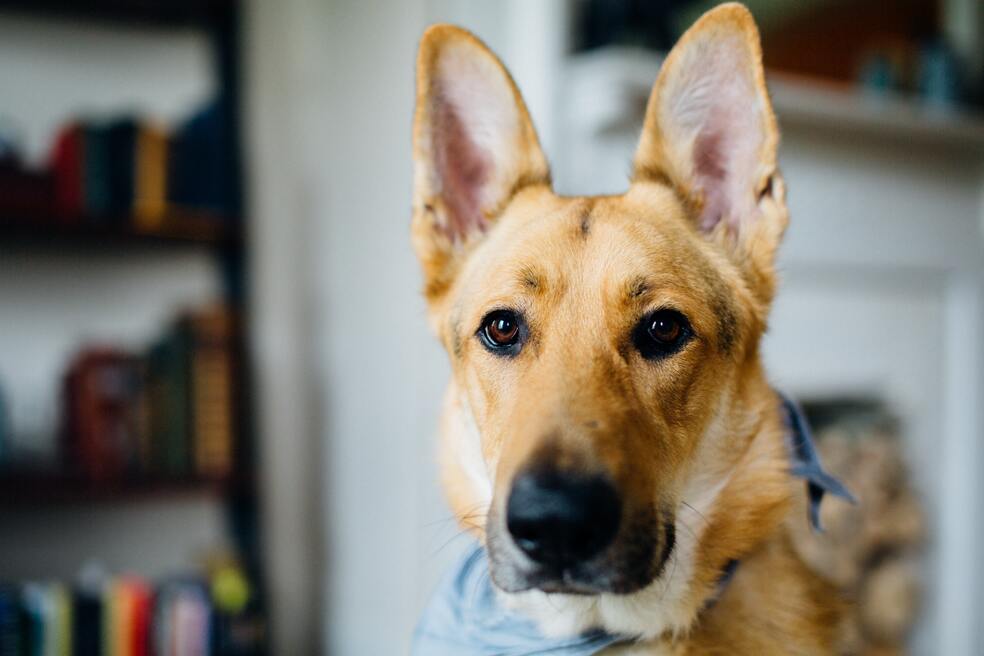 ¿Qué sonidos pueden escuchar los perros que los humanos no?