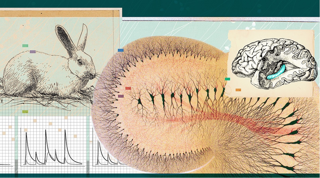 ¿Cómo el cerebro logra recordar? Desentrañando el misterio de la memoria