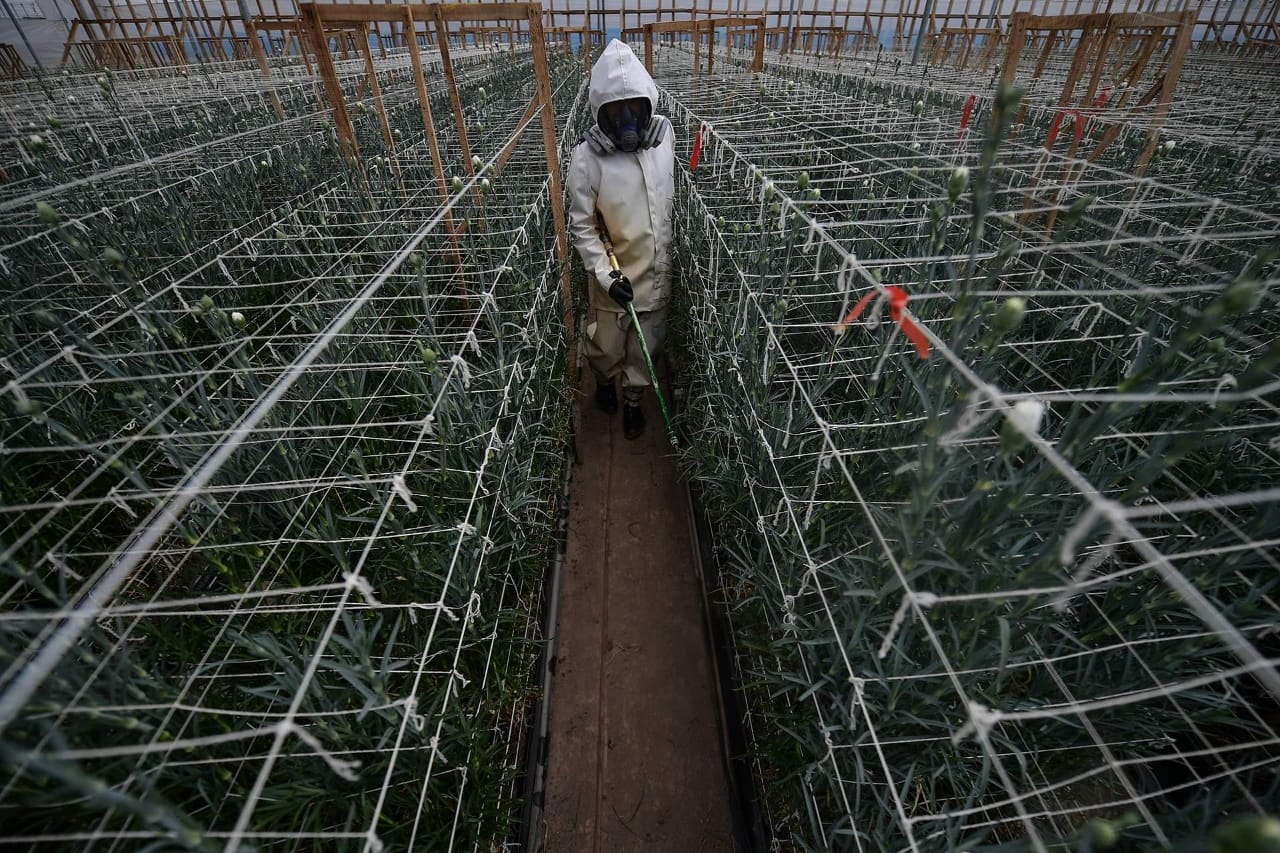 Trabajo en cultivo de flores.