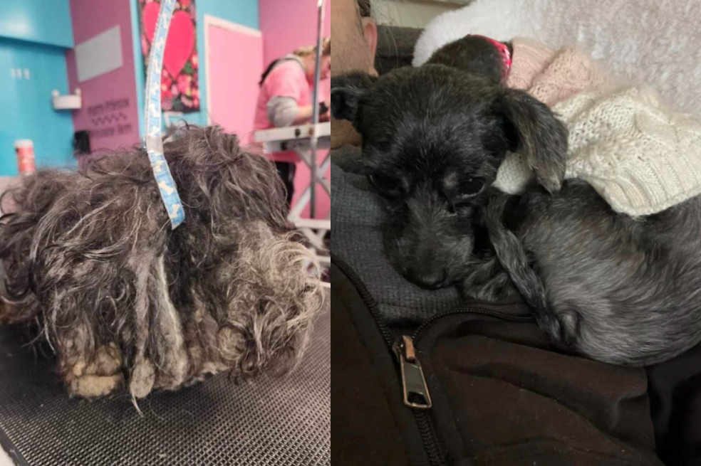 Esta fue la transformación de Pixie, una perrita rescatada por un refugio de animales